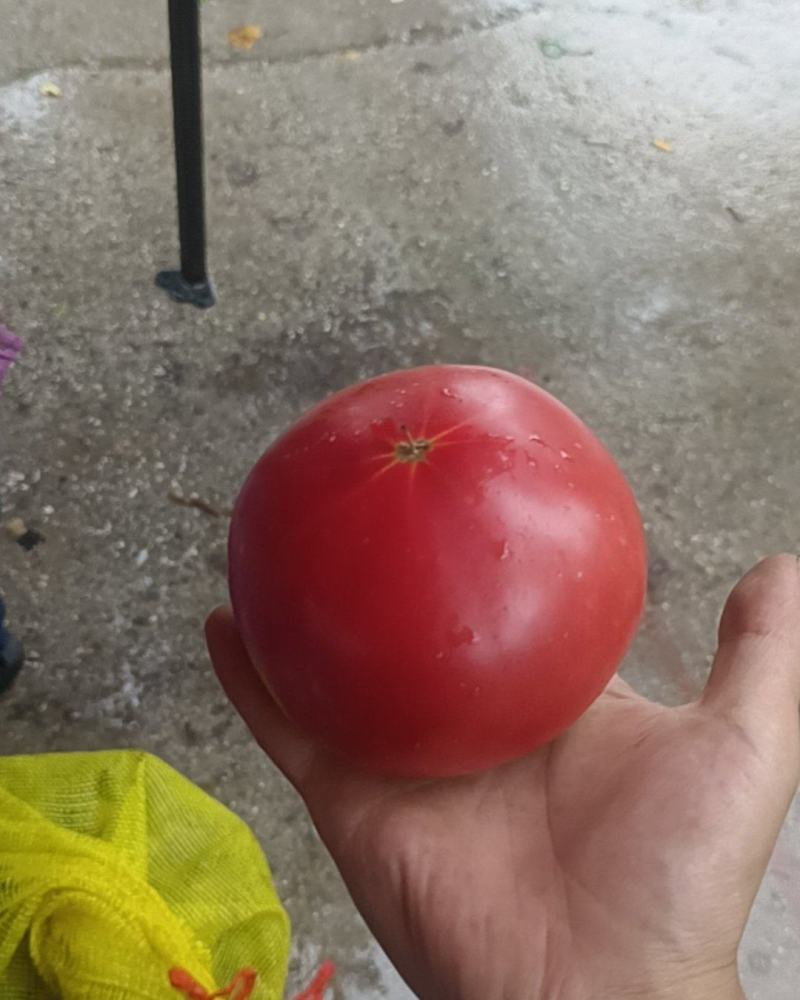 西红柿