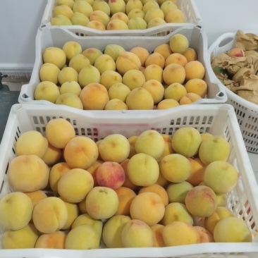 上海锦绣黄桃