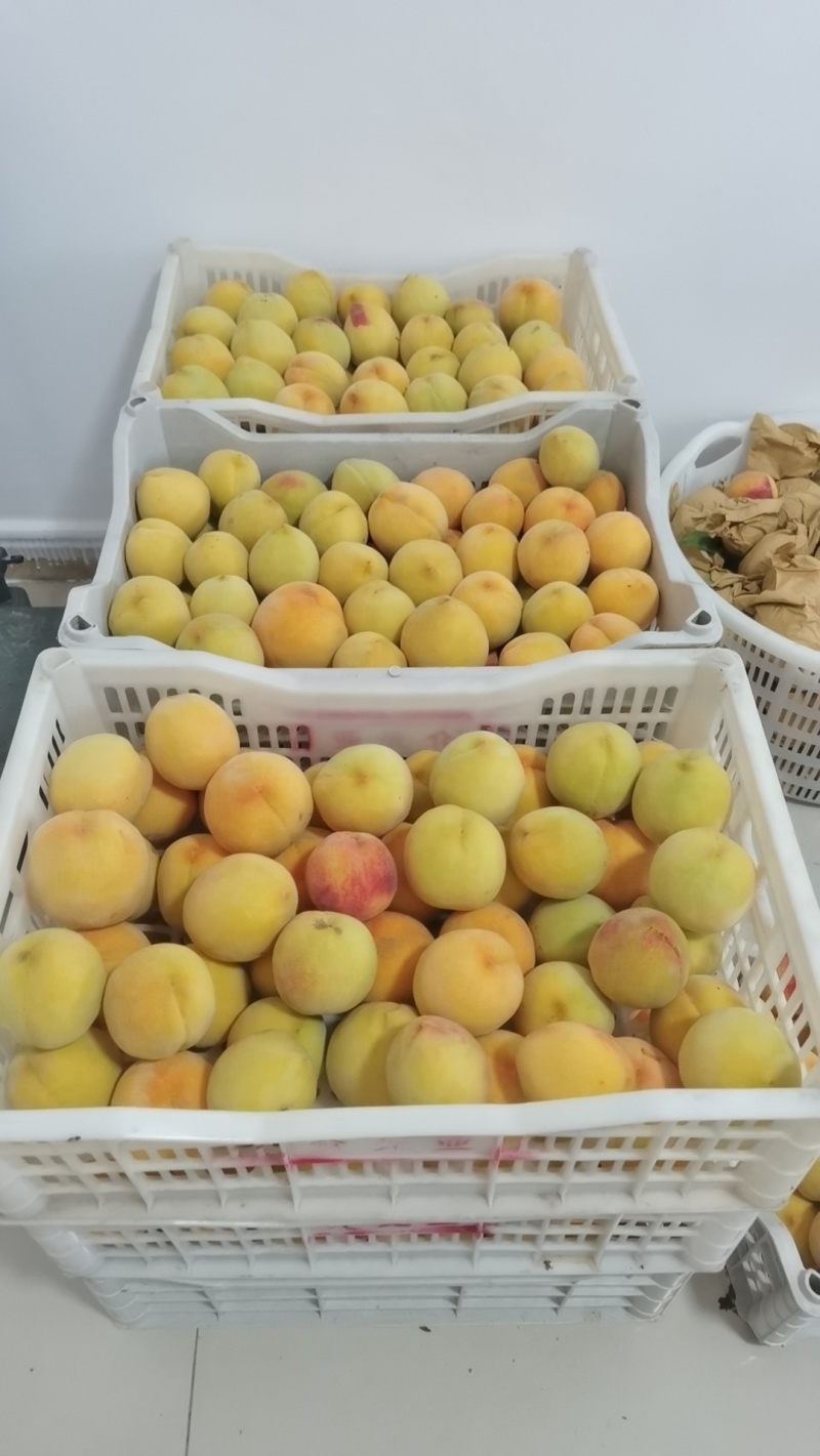 上海锦绣黄桃