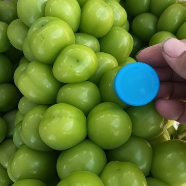 阳光玫瑰