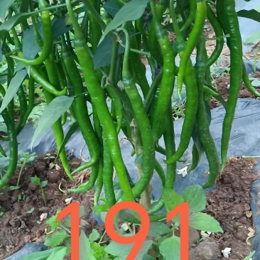 二荆条一手货源产地直发量大从优。露地栽培