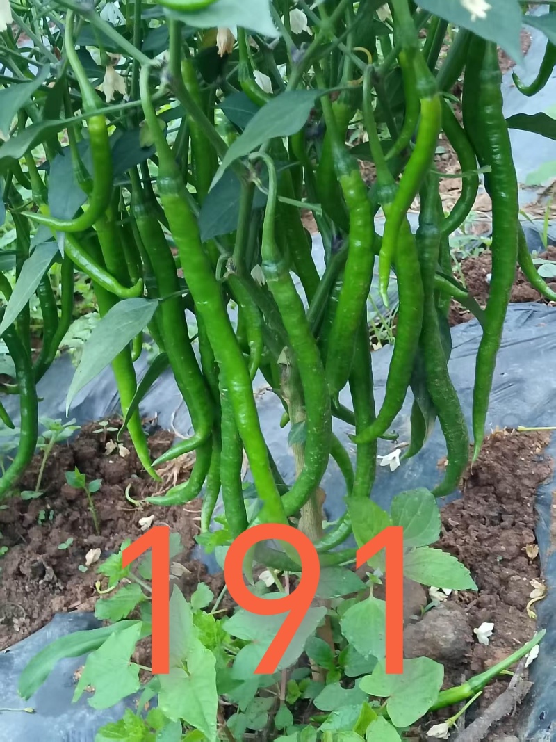 二荆条一手货源产地直发量大从优。露地栽培