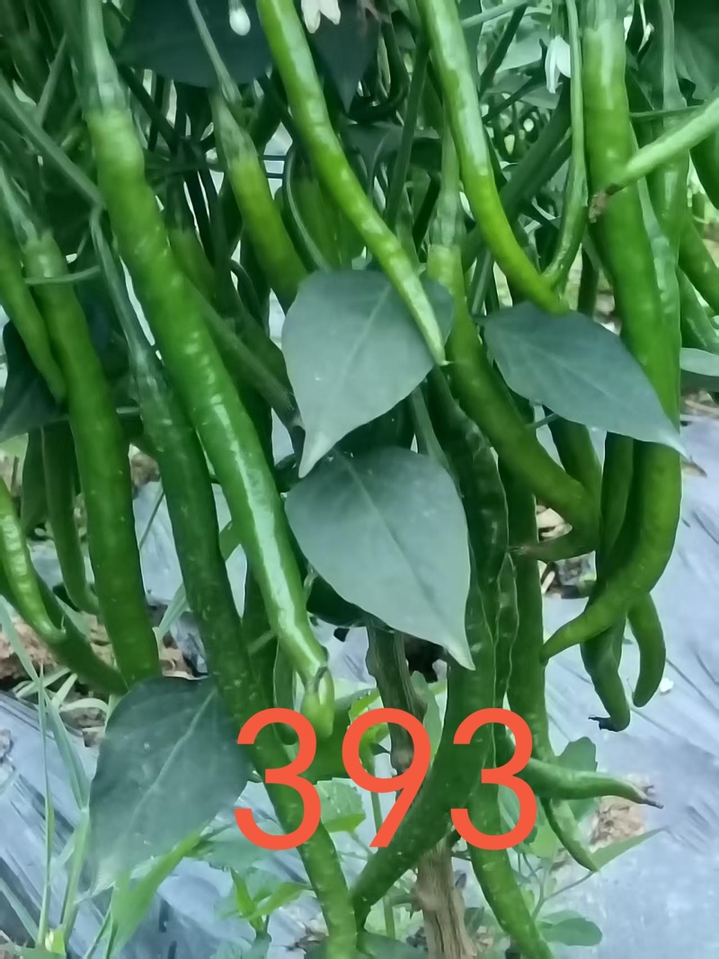 二荆条一手货源产地直发量大从优。露地栽培