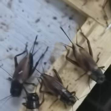 蟋蟀