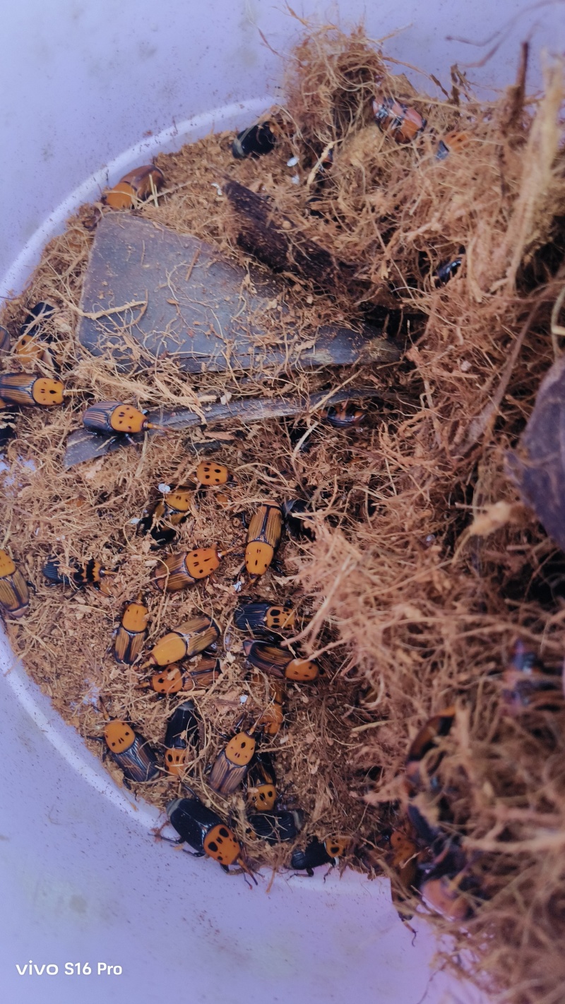 竹虫，甲克虫