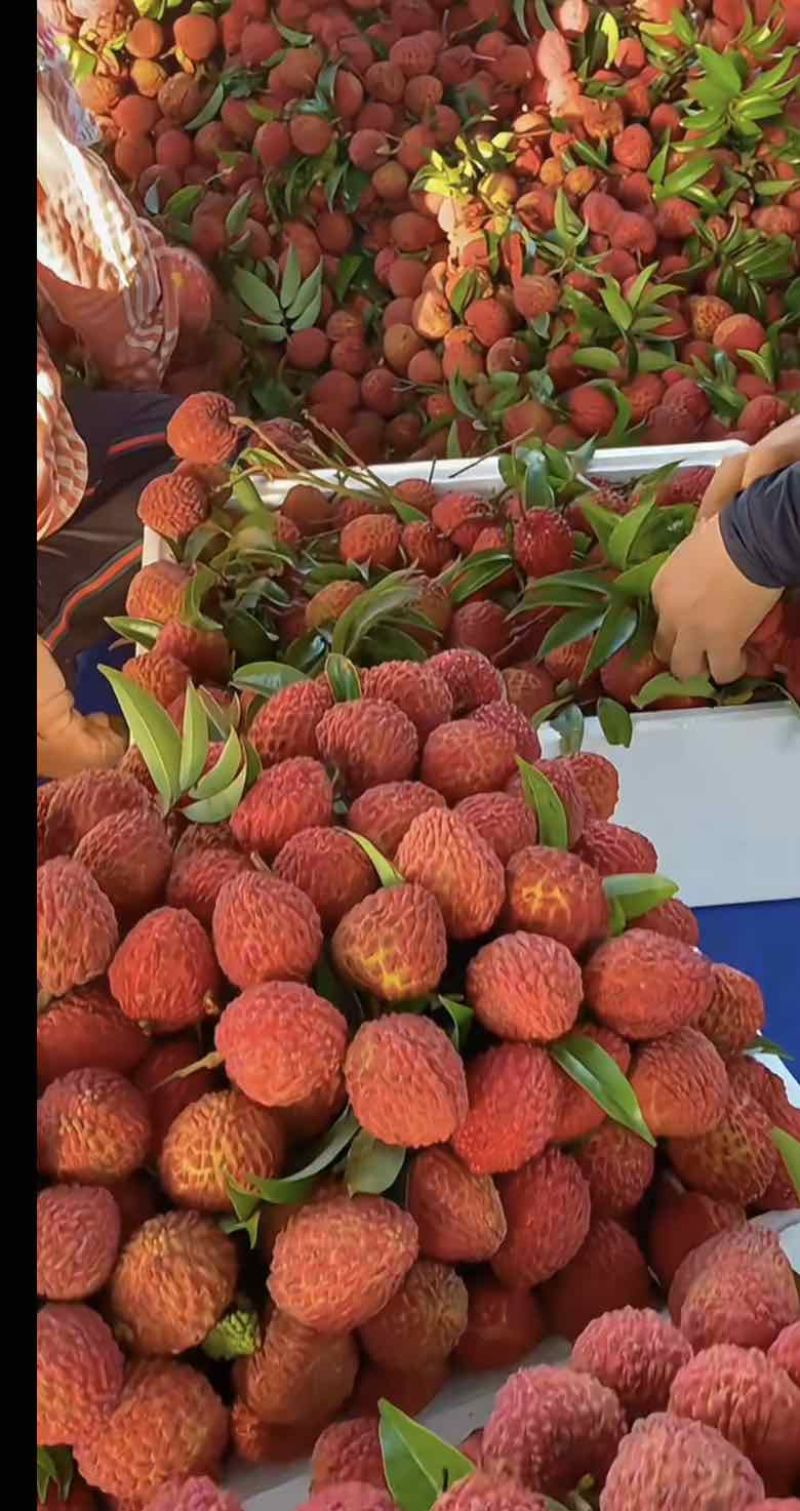 大量提供各种水果荔枝树上现直发货有需求的老板欢迎来提供