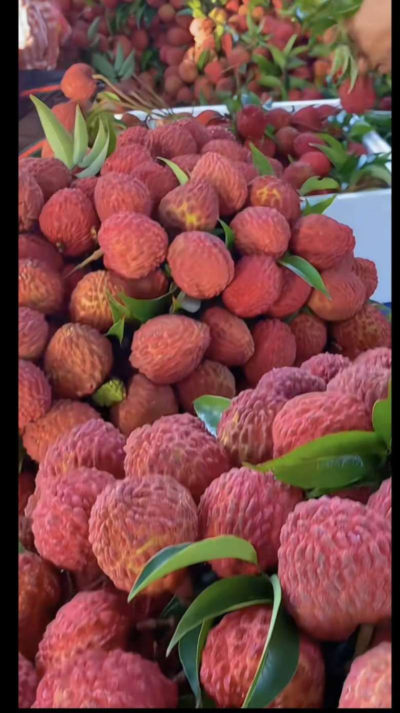 大量提供各种水果荔枝树上现直发货有需求的老板欢迎来提供