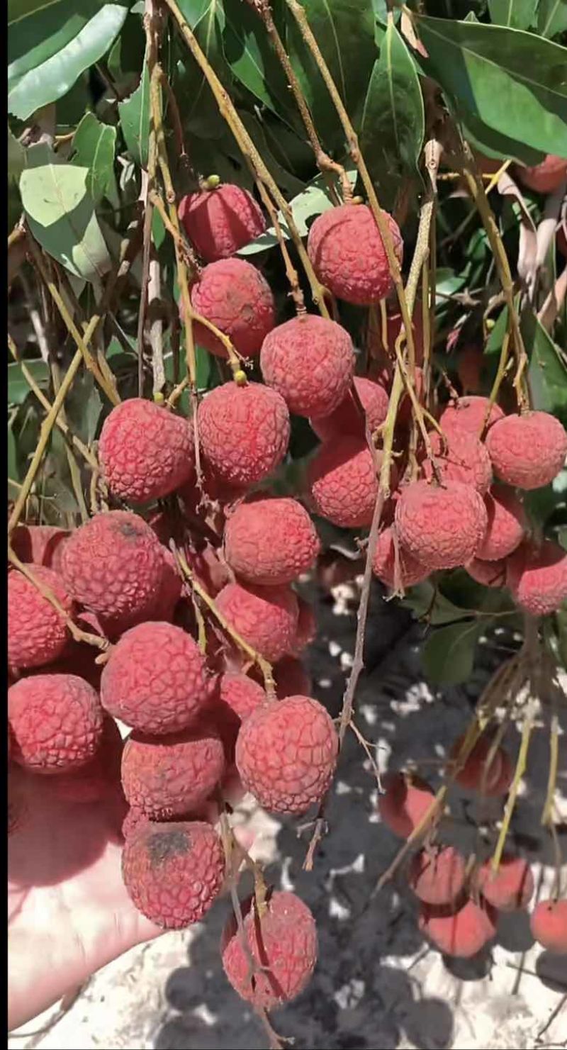 大量提供各种水果荔枝树上现直发货有需求的老板欢迎来提供