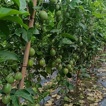 黄金百香果钦密9号