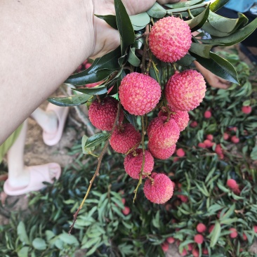 合江黛绿