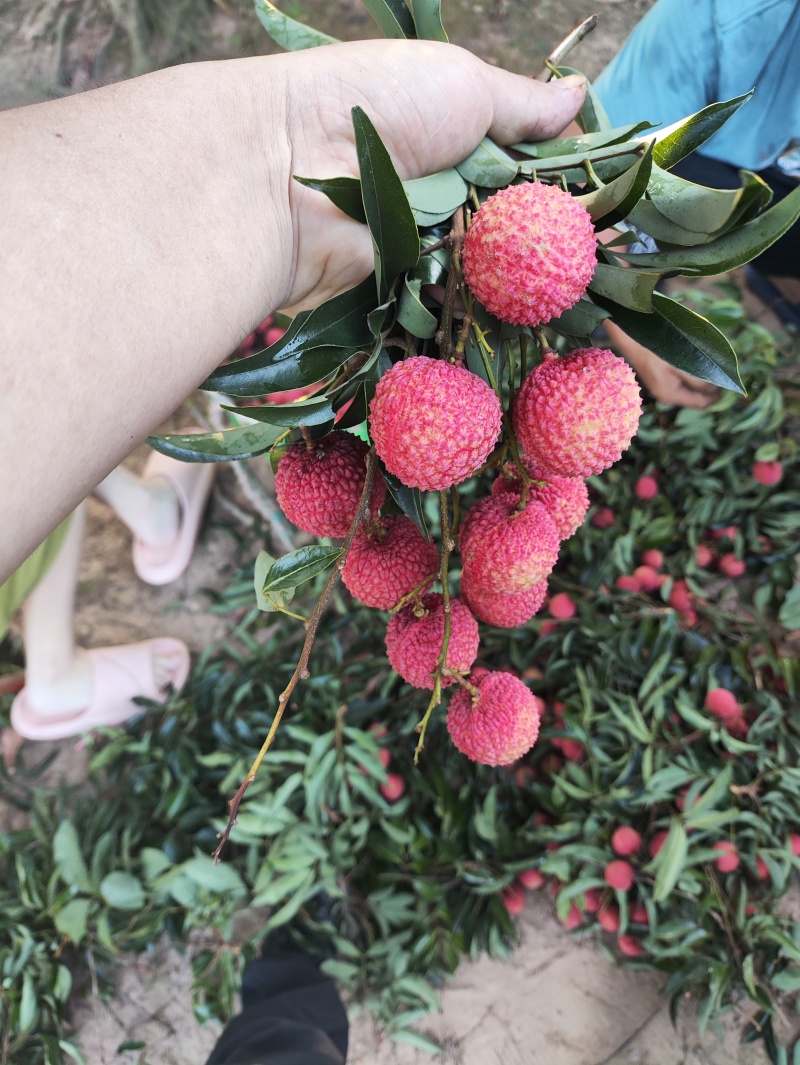 合江黛绿
