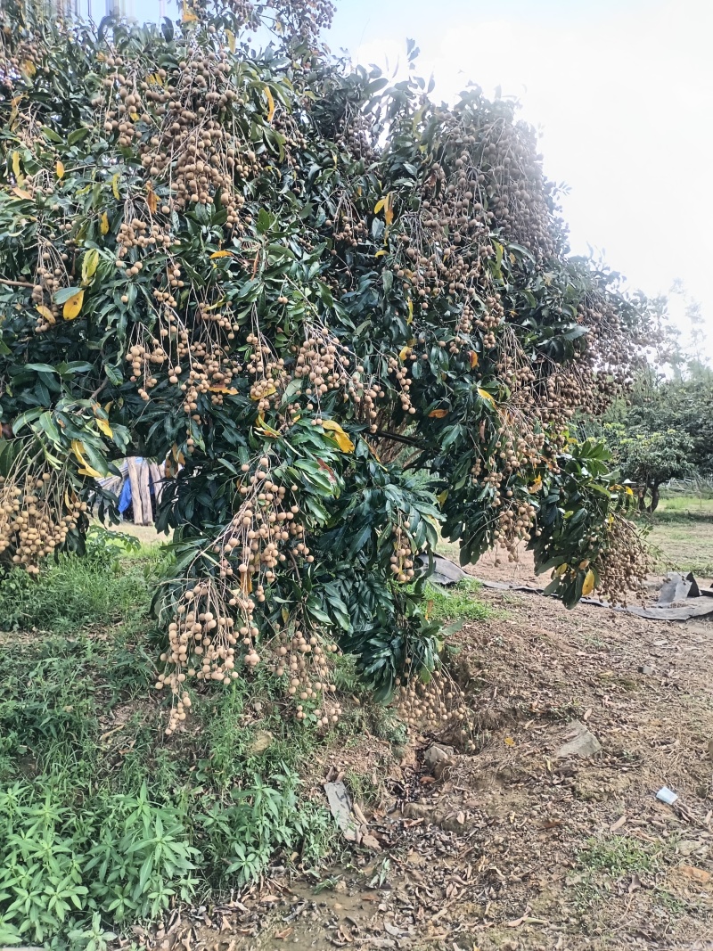 广东储良石硖江门市开平市