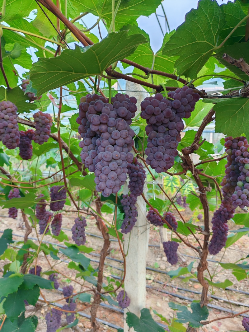 吉娃娃葡萄，颜色好，糖度高