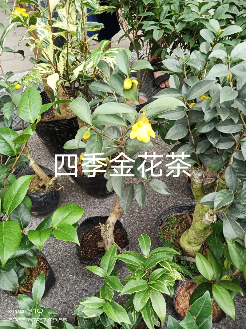 四季金花茶21杯