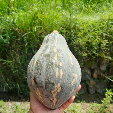 湖南香芋南瓜