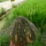 湖南香芋南瓜