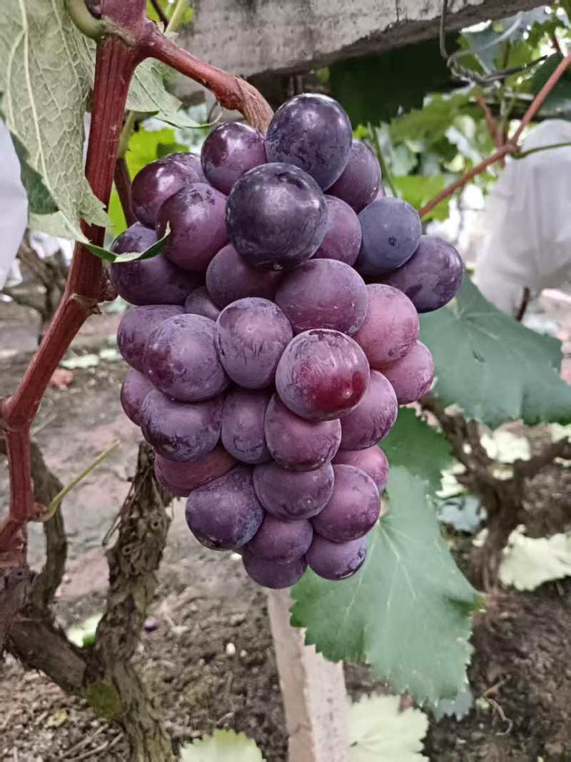 巨峰葡萄