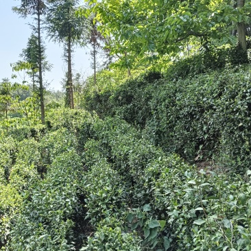 新鲜茶叶