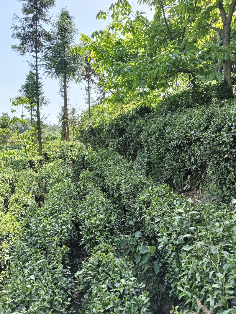 新鲜茶叶
