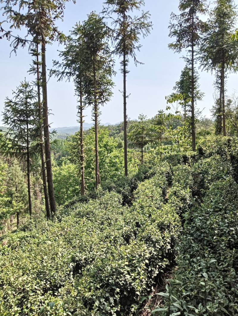 新鲜茶叶