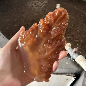 红海蜇、绵蛰头角、叶片、皮