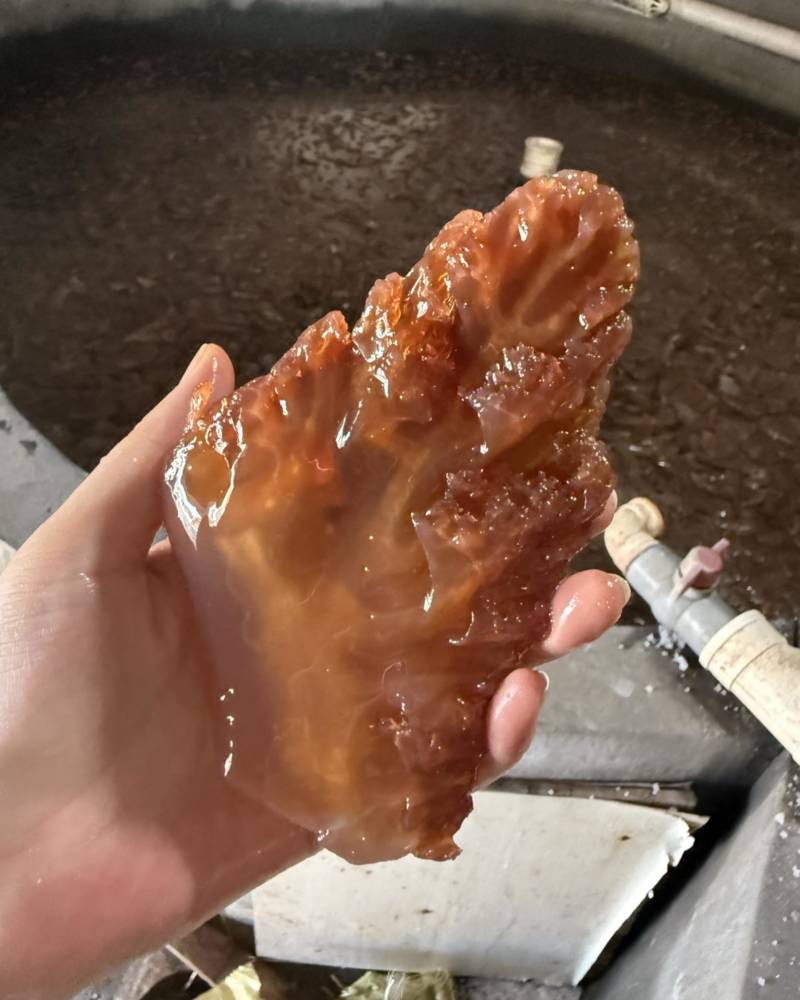红海蜇、绵蛰头角、叶片、皮