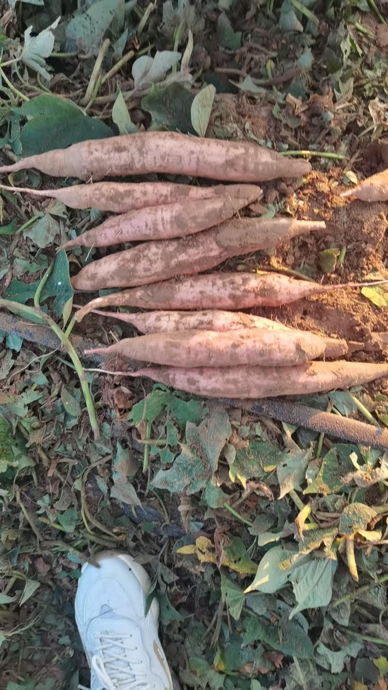 白哈密大量上市，大量现货，全国接单，欢迎各界线上线下的大佬砸
