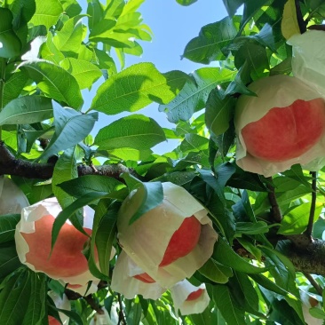 龙泉山水蜜桃