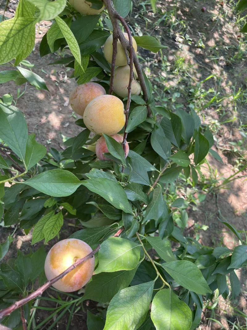 河北沧州恐龙蛋李子
