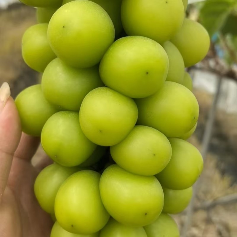 大凉山阳光玫瑰