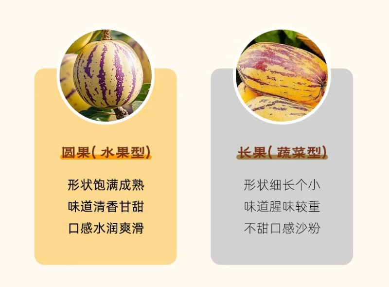 人参果