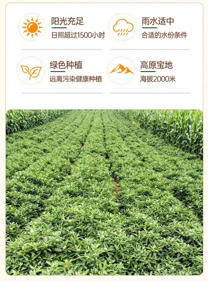 人参果