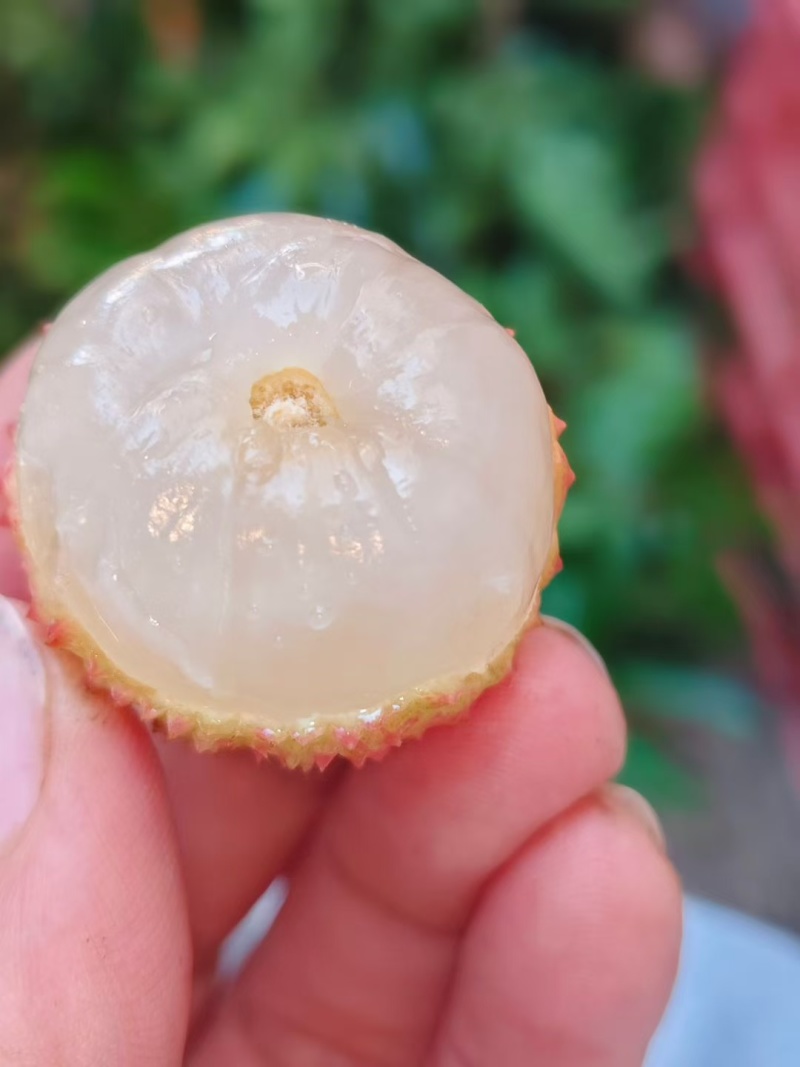 合江荔枝