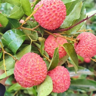 合江荔枝