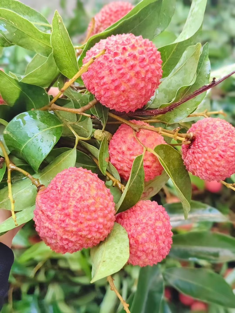 合江荔枝