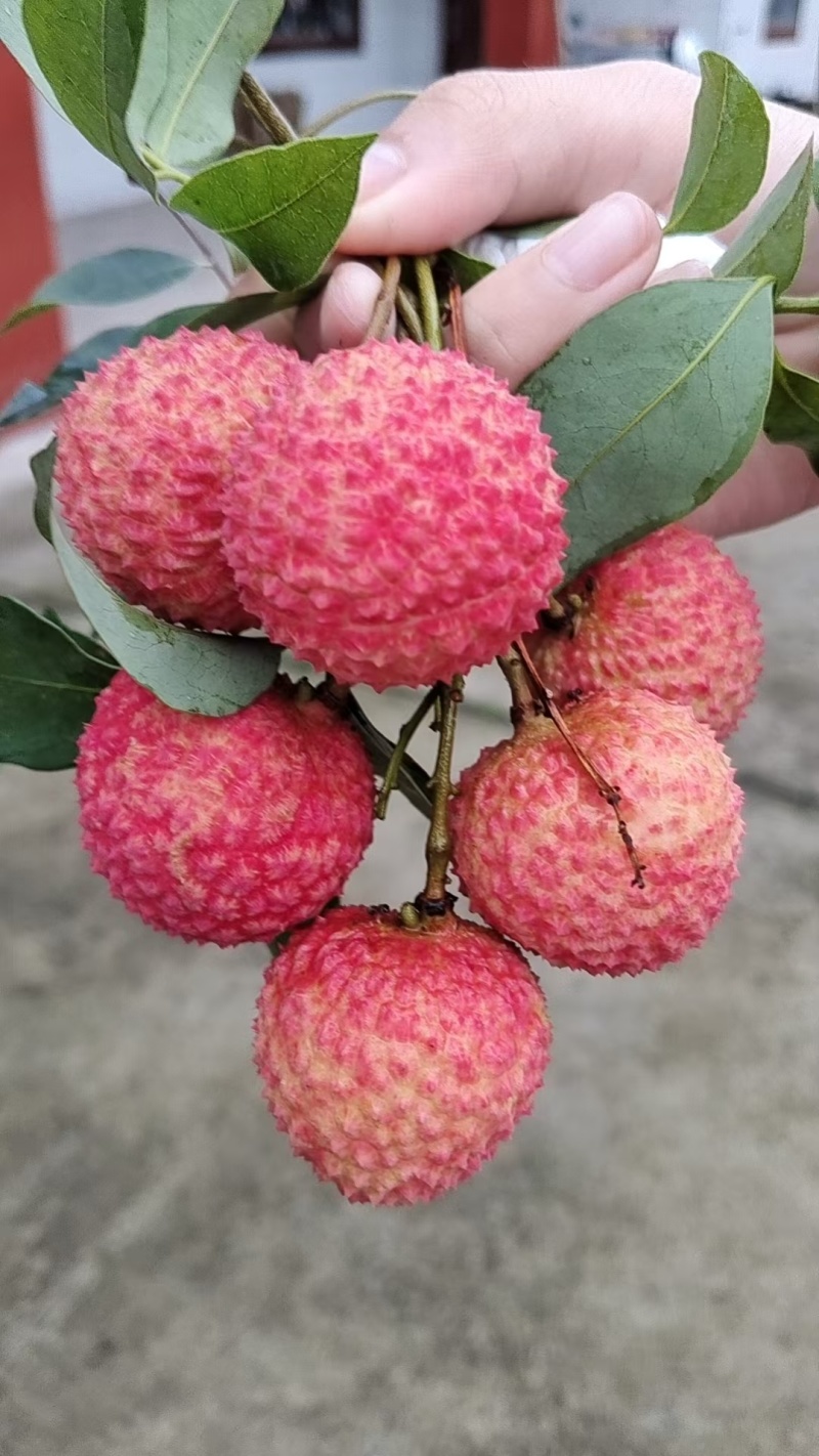 合江荔枝
