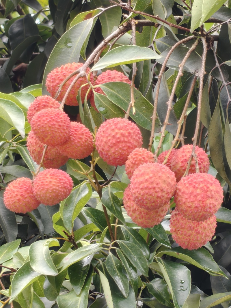 合江荔枝