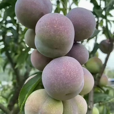 屏山茵红李