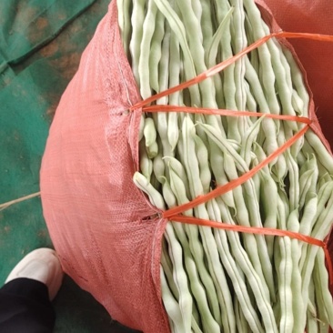豆角白无丝绿无丝