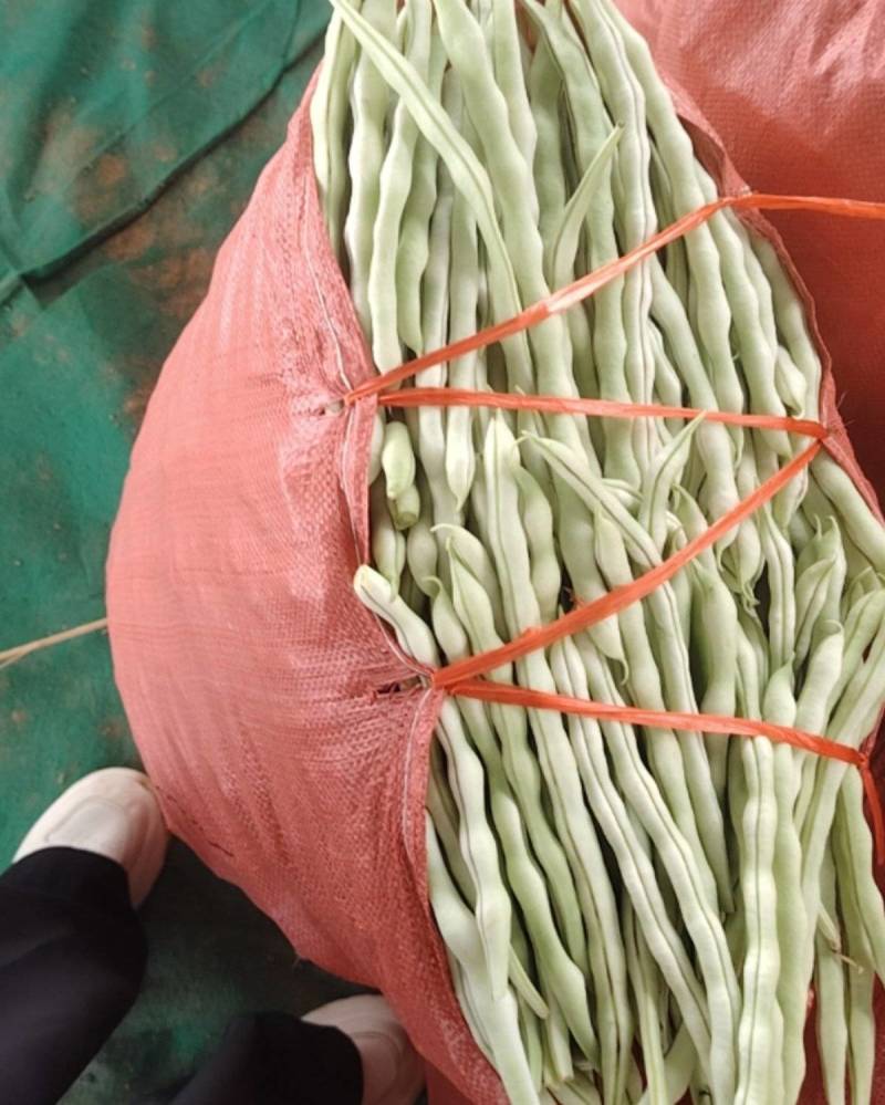 豆角白无丝绿无丝