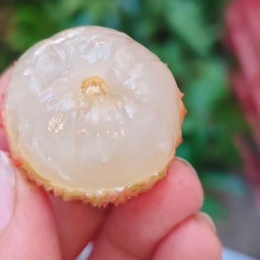 合江带绿荔枝，果形美观，果肉晶莹，清甜多汁，香气独特。