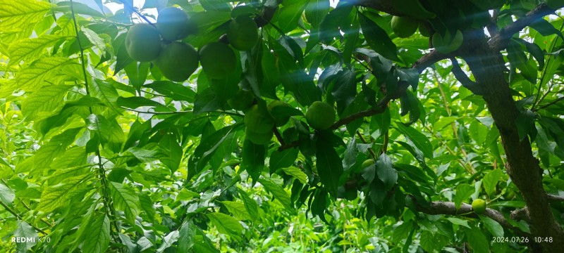 茂县青脆李
