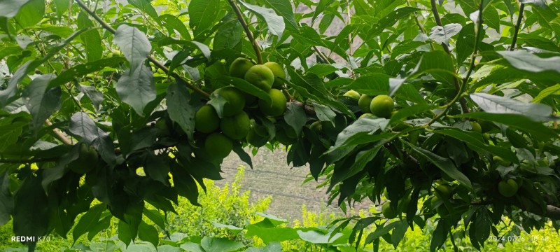 茂县青脆李