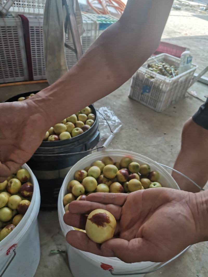 大荔冬枣