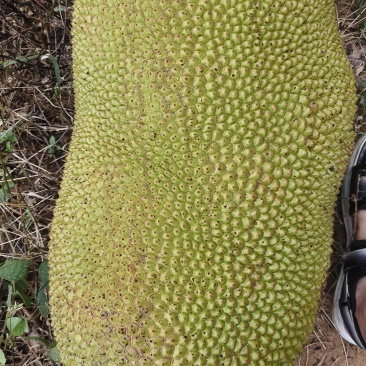 海南，菠萝蜜