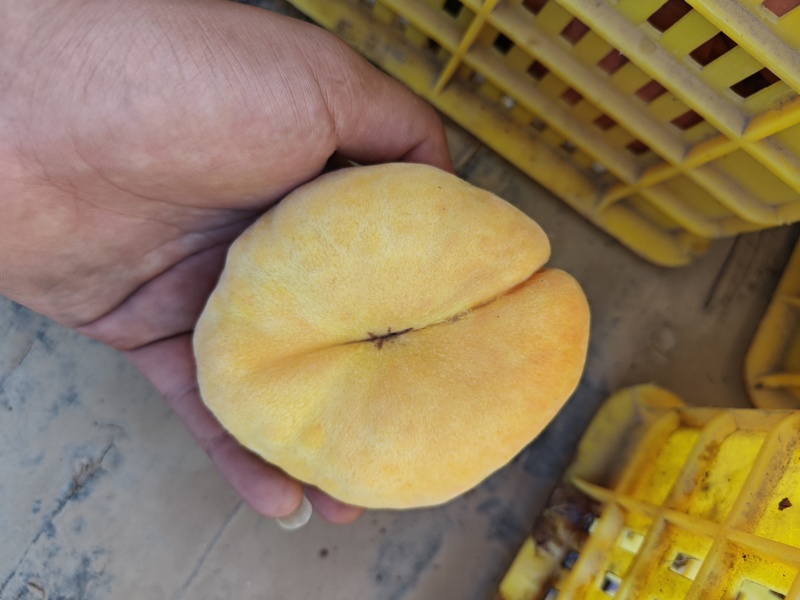 陕西礼泉黄金蟠桃