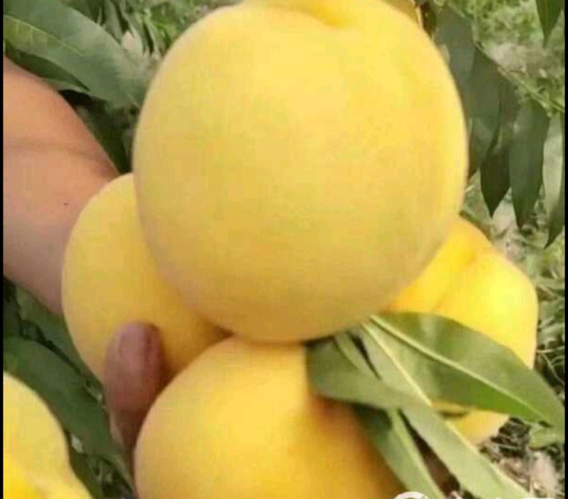 黄桃，