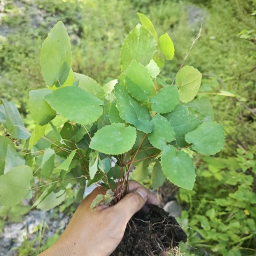淫羊藿种苗