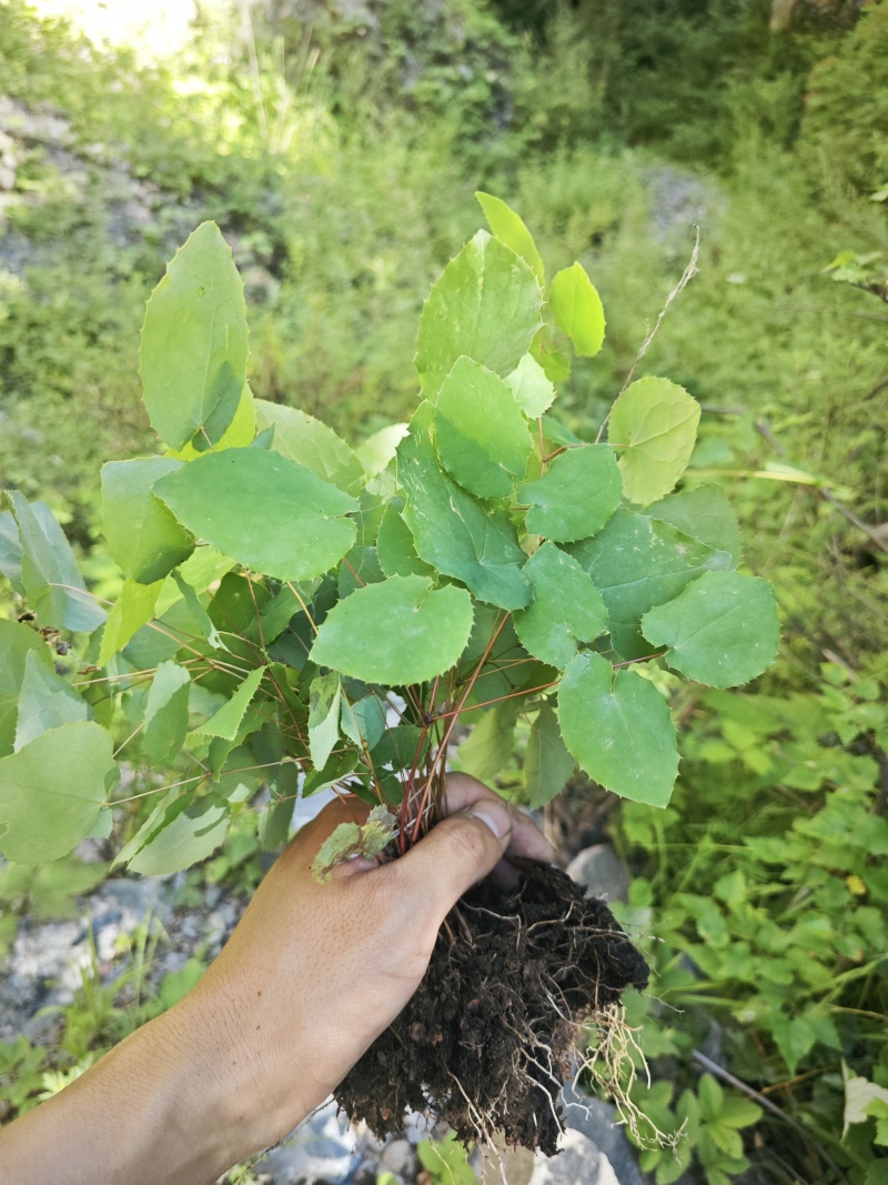 淫羊藿种苗