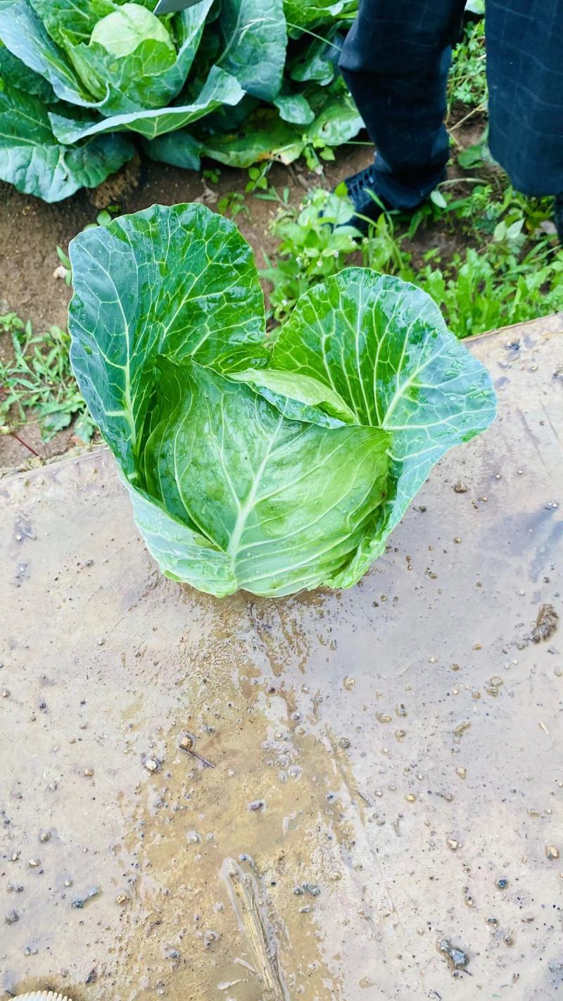 一到四斤标准货